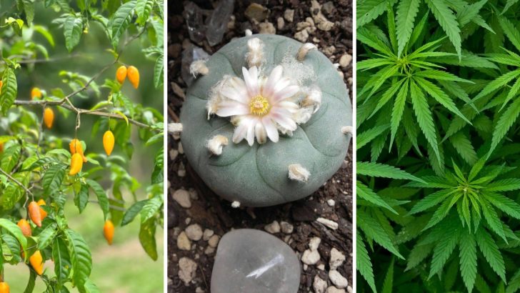 8 Controversial Plants Banned in the U.S. for Their Narcotic Effects