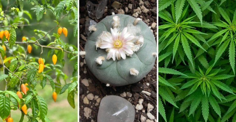8 Controversial Plants Banned in the U.S. for Their Narcotic Effects