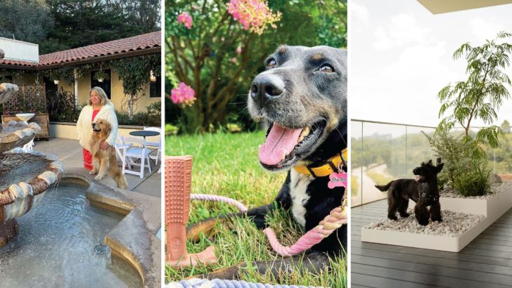 8 Easy Backyard Upgrades to Turn Your Garden Into a Pet’s Paradise