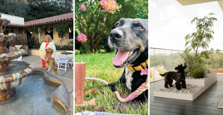 8 Easy Backyard Upgrades to Turn Your Garden Into a Pet’s Paradise