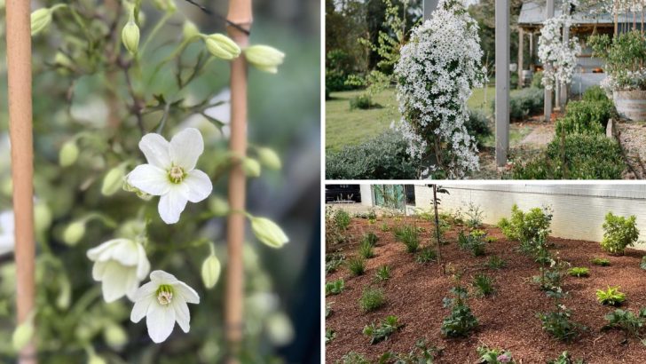 8 Easy Tips for Growing Evergreen Clematis That Thrives All Year