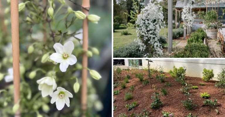 8 Easy Tips for Growing Evergreen Clematis That Thrives All Year