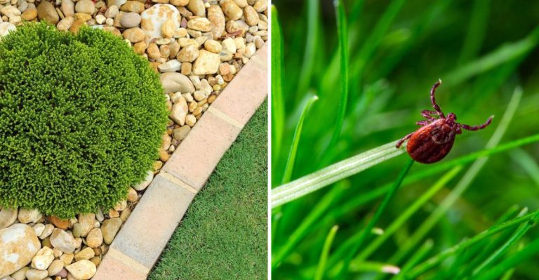 8 Foolproof Ways to Keep Ticks Off Your Lawn for Good