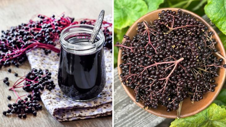 8 Incredible Health Benefits of Elderberries You Need to Know