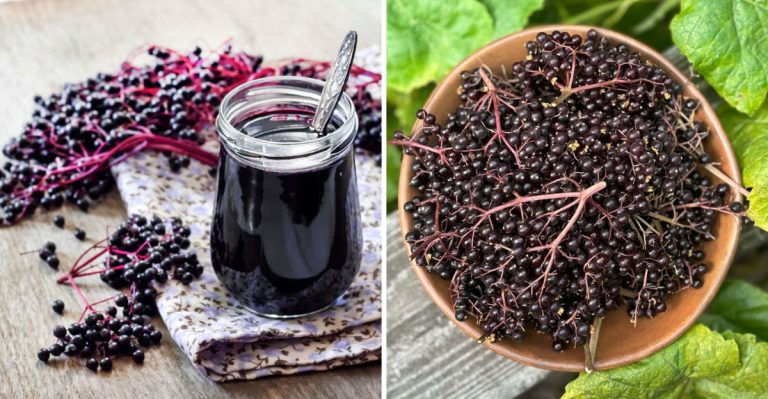 8 Incredible Health Benefits of Elderberries You Need to Know