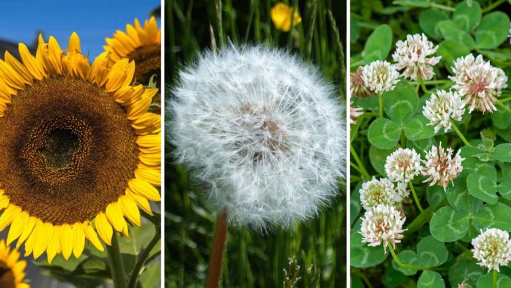 8 Plants That Will Take You Back to Childhood Summers in the Backyard