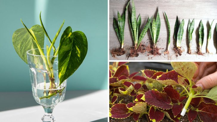 8 Proven Ways to Propagate Houseplants Even in the Cold of Winter