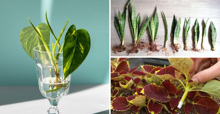 8 Proven Ways to Propagate Houseplants Even in the Cold of Winter