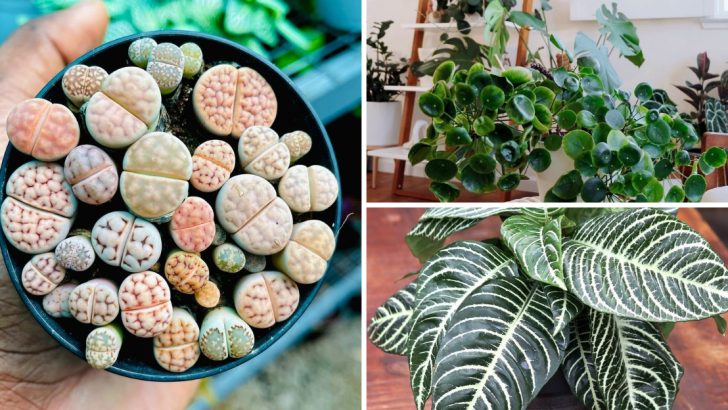 8 Quirky and Unusual Houseplants That Add Gorgeous Charm to Any Home