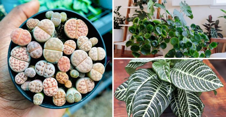 8 Quirky and Unusual Houseplants That Add Gorgeous Charm to Any Home