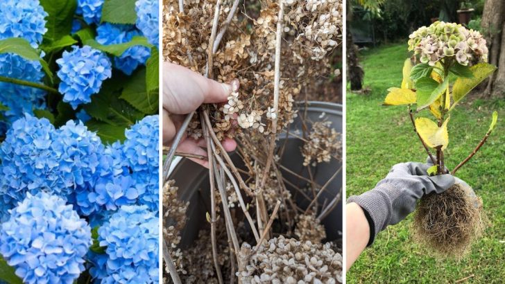 8 Shocking Ways You’re Accidentally Killing Your Hydrangeas