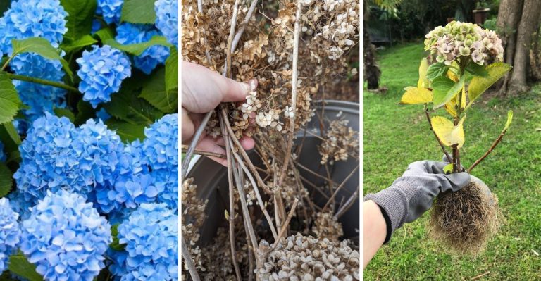 8 Shocking Ways You’re Accidentally Killing Your Hydrangeas