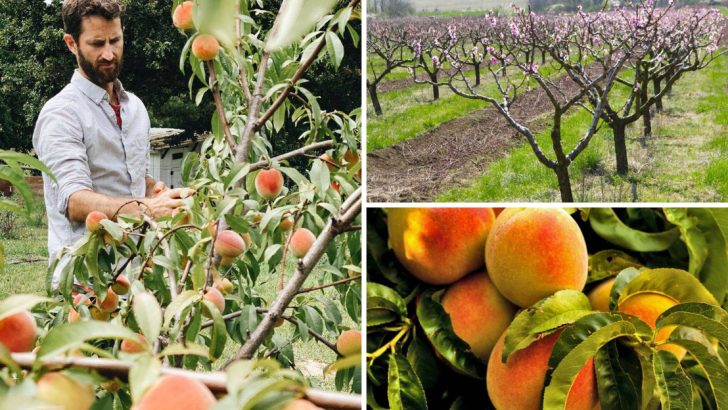 7 Steps to Growing Your Own Organic Peach Tree in Your Backyard