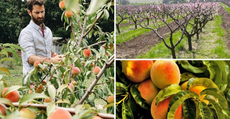 7 Steps to Growing Your Own Organic Peach Tree in Your Backyard