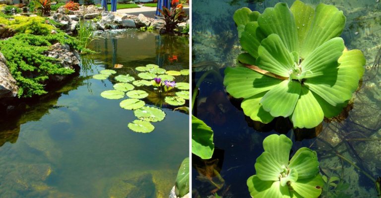 8 Surprising Ways Weeds in Water Can Transform Your Garden