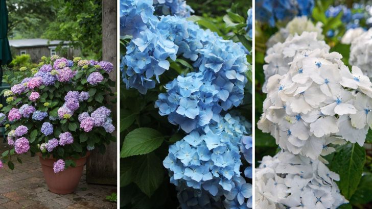 9 Common Hydrangea Myths That Are Ruining Your Garde