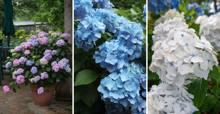 9 Common Hydrangea Myths That Are Ruining Your Garde