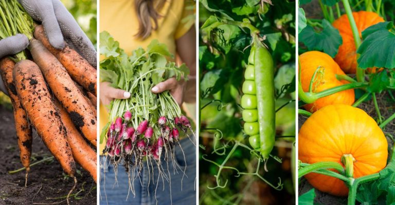 9 Crops That Hate Transplanting And Why Direct Sowing Works Best