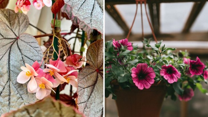 9 Flowers to Sow Indoors This January for a Stunning Summer Garden