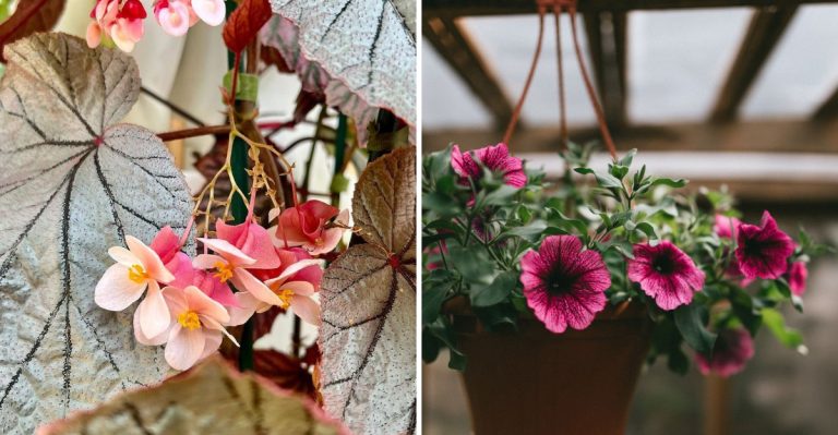 9 Flowers to Sow Indoors This January for a Stunning Summer Garden