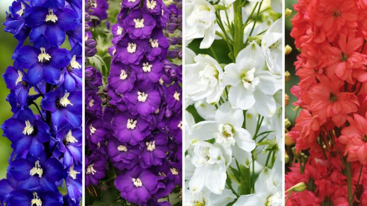 9 Gorgeous Larkspur Color Varieties to Add Elegance to Your Flower Beds