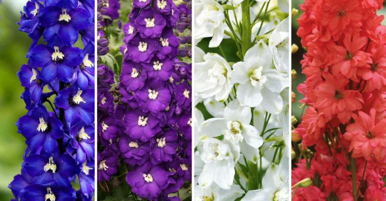 9 Gorgeous Larkspur Color Varieties to Add Elegance to Your Flower Beds