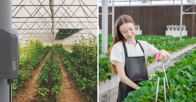 9 Greenhouse Care Tips Experts Swear By (But Won’t Share)