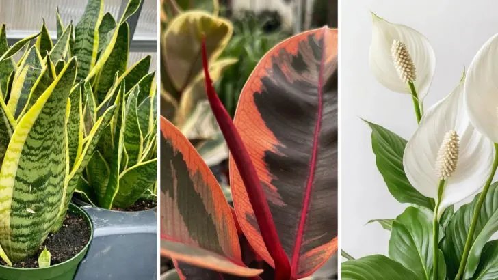 9 Houseplants from the ’80s That Are Perfect for Your Vintage Home Décor