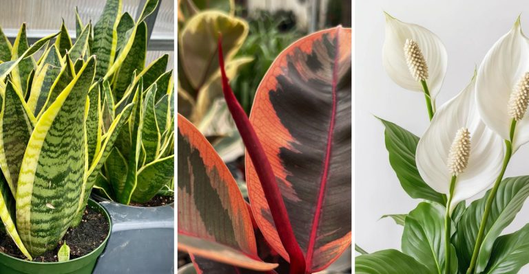 9 Houseplants from the ’80s That Are Perfect for Your Vintage Home Décor