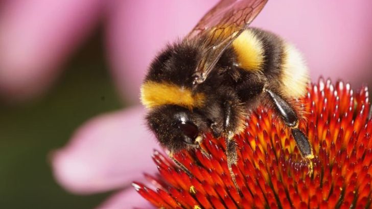 9 Incredible Facts About Bumblebees That Will Blow Your Mind