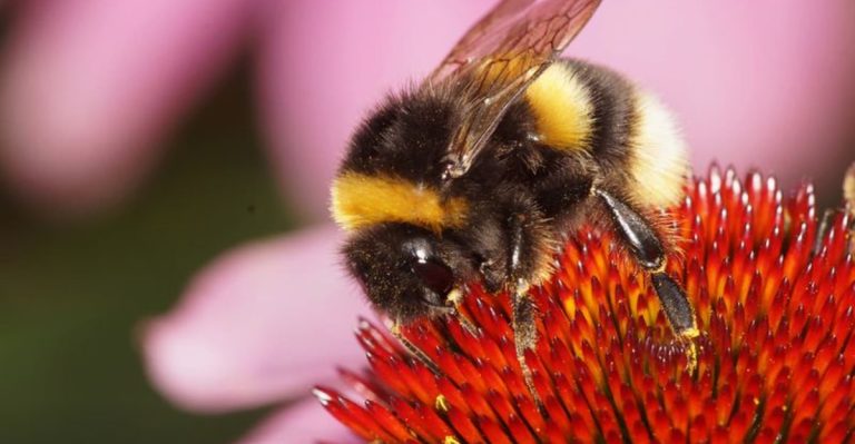 9 Incredible Facts About Bumblebees That Will Blow Your Mind