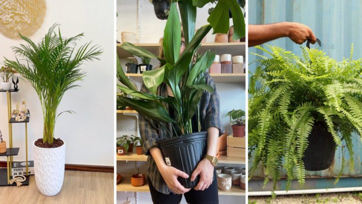 9 Non-Toxic Houseplants That Pets Will Leave Alone