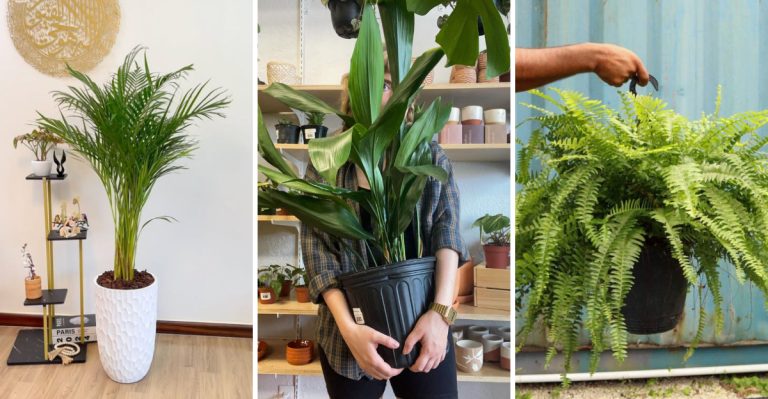 9 Non-Toxic Houseplants That Pets Will Leave Alone