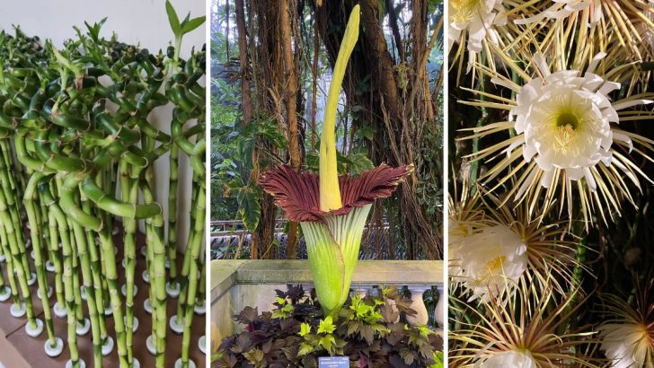 9 Plants That Bloom Once a Lifetime and Why It Happens