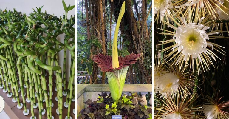 9 Plants That Bloom Once a Lifetime and Why It Happens