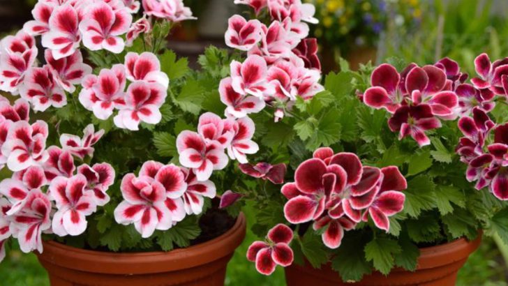 9 Plants That Naturally Repel Cats (and Where to Place Them)