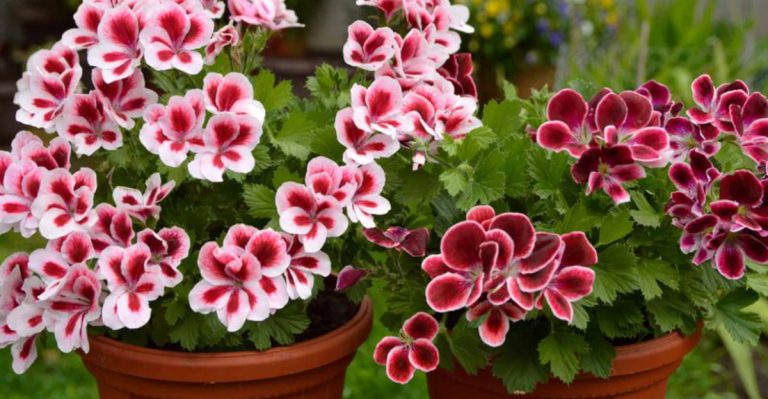 9 Plants That Naturally Repel Cats (and Where to Place Them)