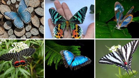 9 Rare Butterflies You Won’t Believe Actually Exist