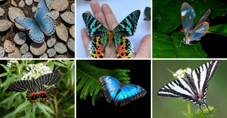 9 Rare Butterflies You Won’t Believe Actually Exist