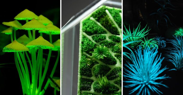 9 Rare Plants That Glow in the Dark and How They Do It