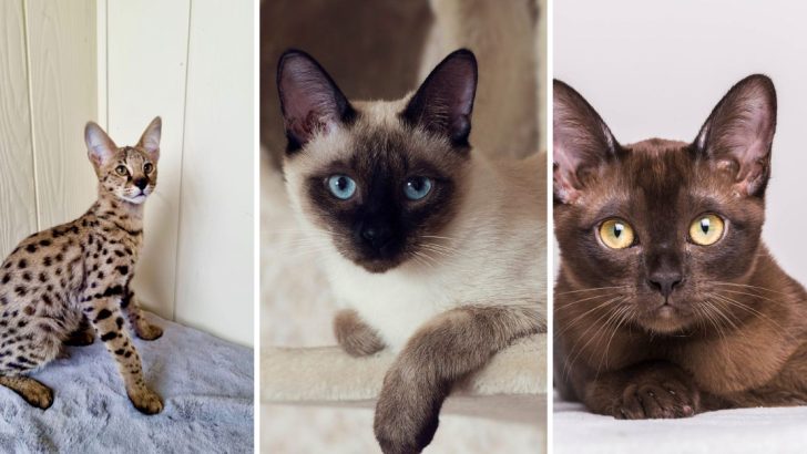 A Lifetime of Love: Meet the 15 Longest Living Cat Breeds