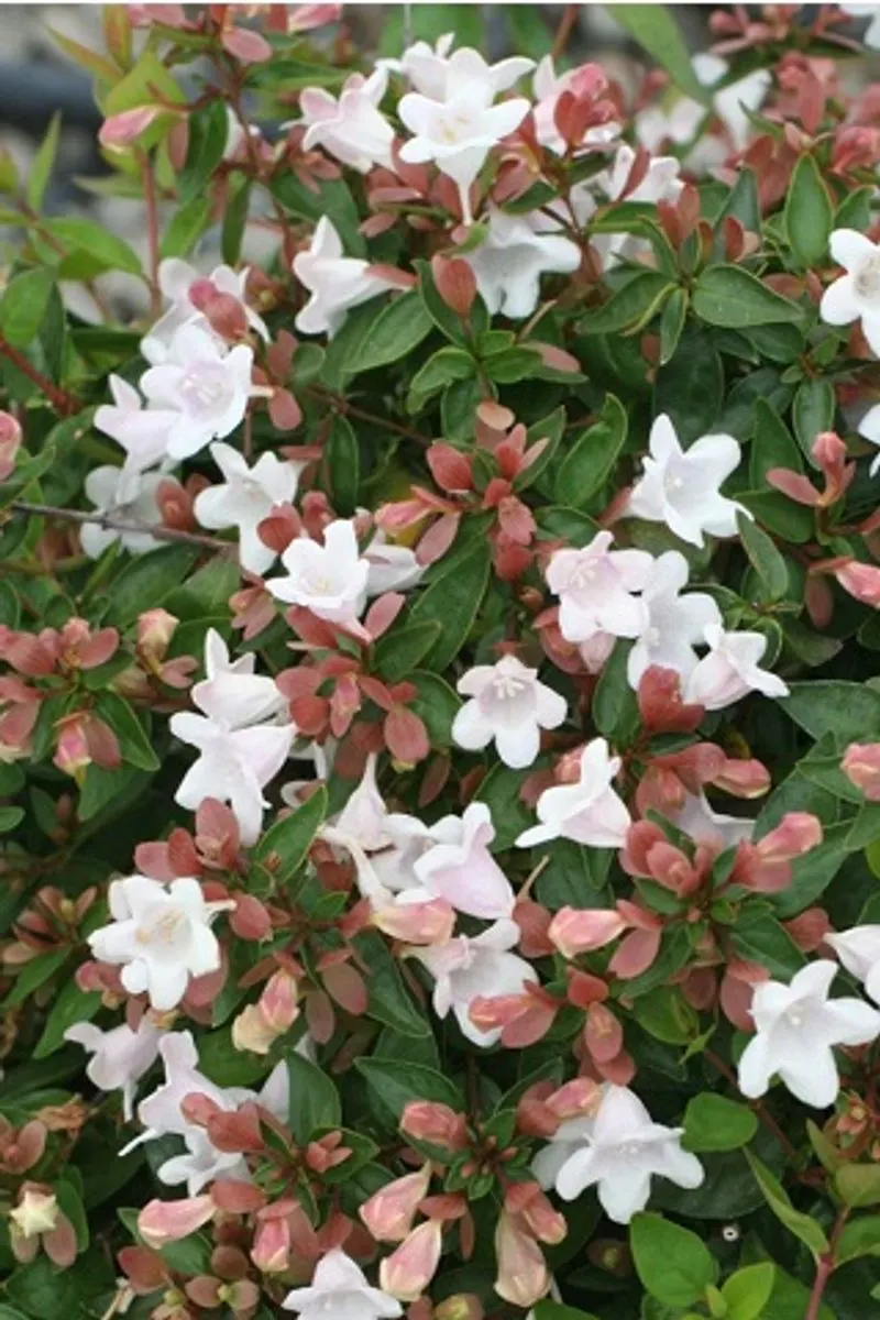 Abelia 'Edward Goucher'