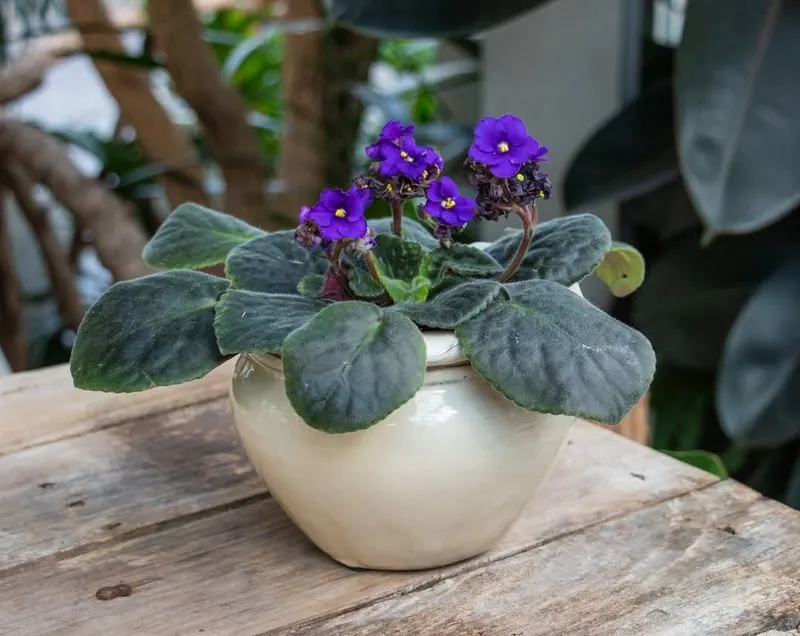 African Violet