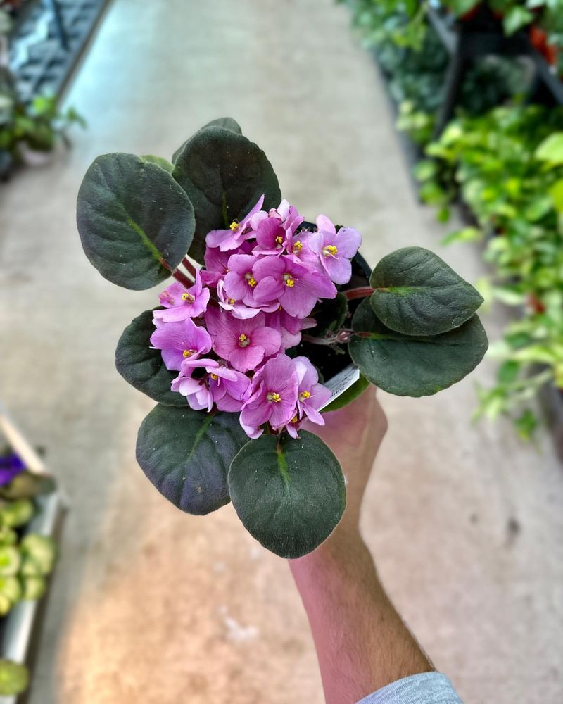 African Violet