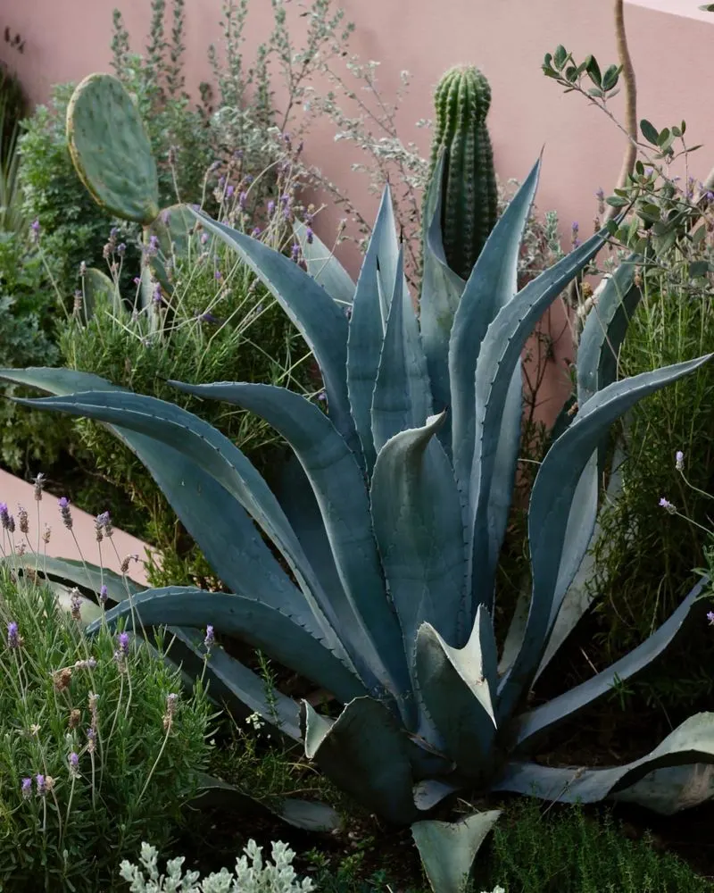 Agave Americana