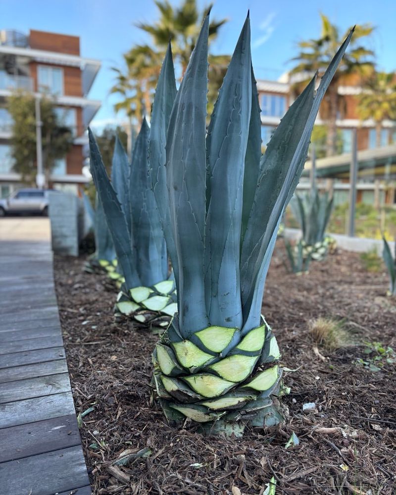 Agave Americana