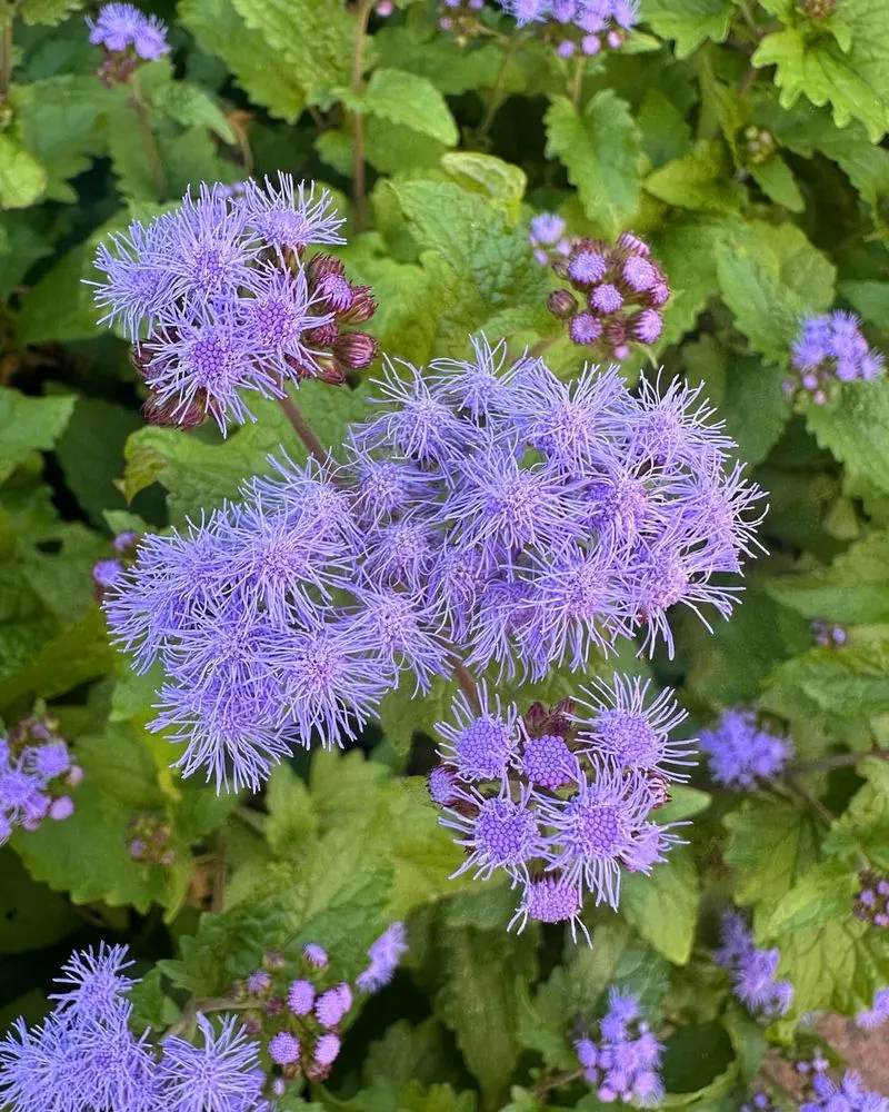 Ageratum