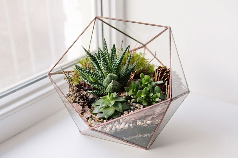 Air Plant Terrarium Pros