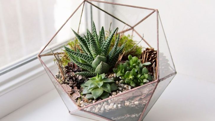 Air Plant Terrariums vs Succulent Terrariums Pros and Cons You Should Know