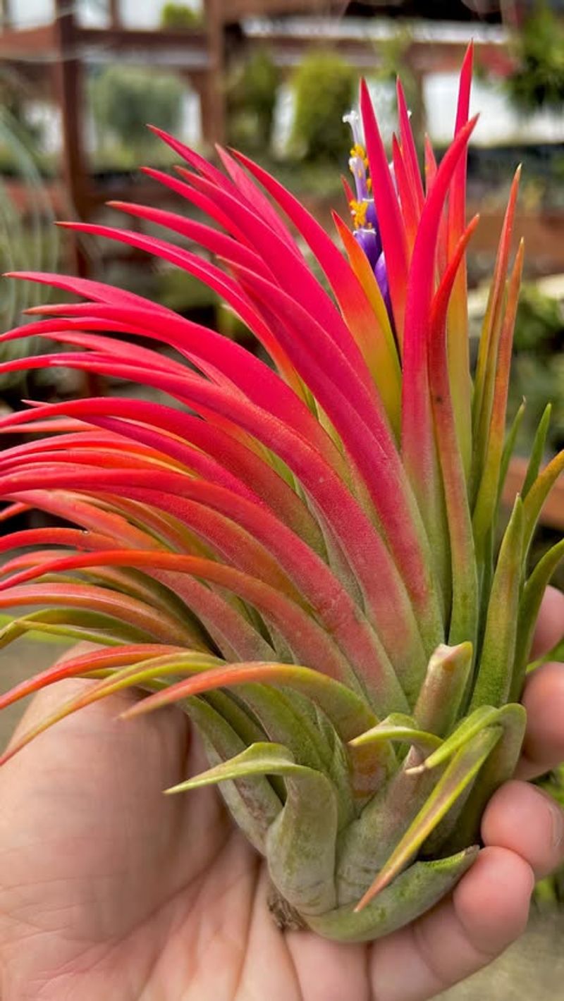 Air Plant (Tillandsia)